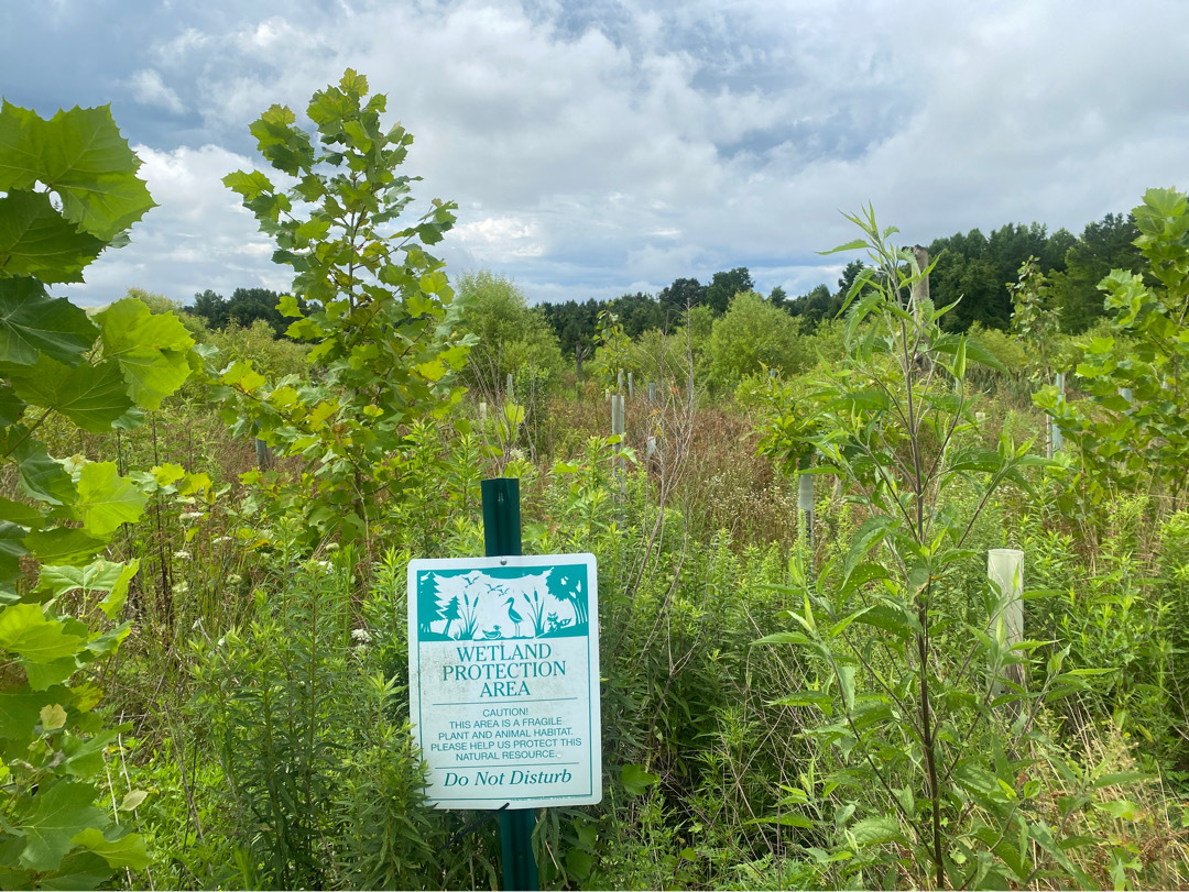 McBee Farm Wetland Restoration conservation easement in Talbot Count