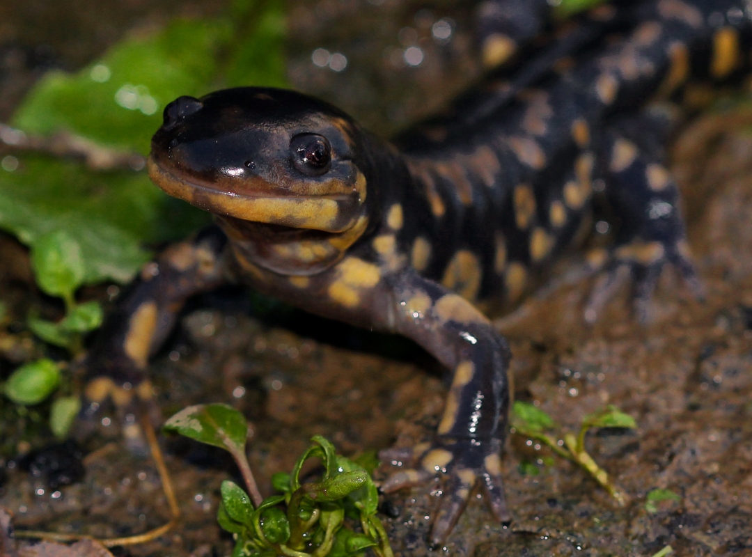 Whale Wallows for Salamanders