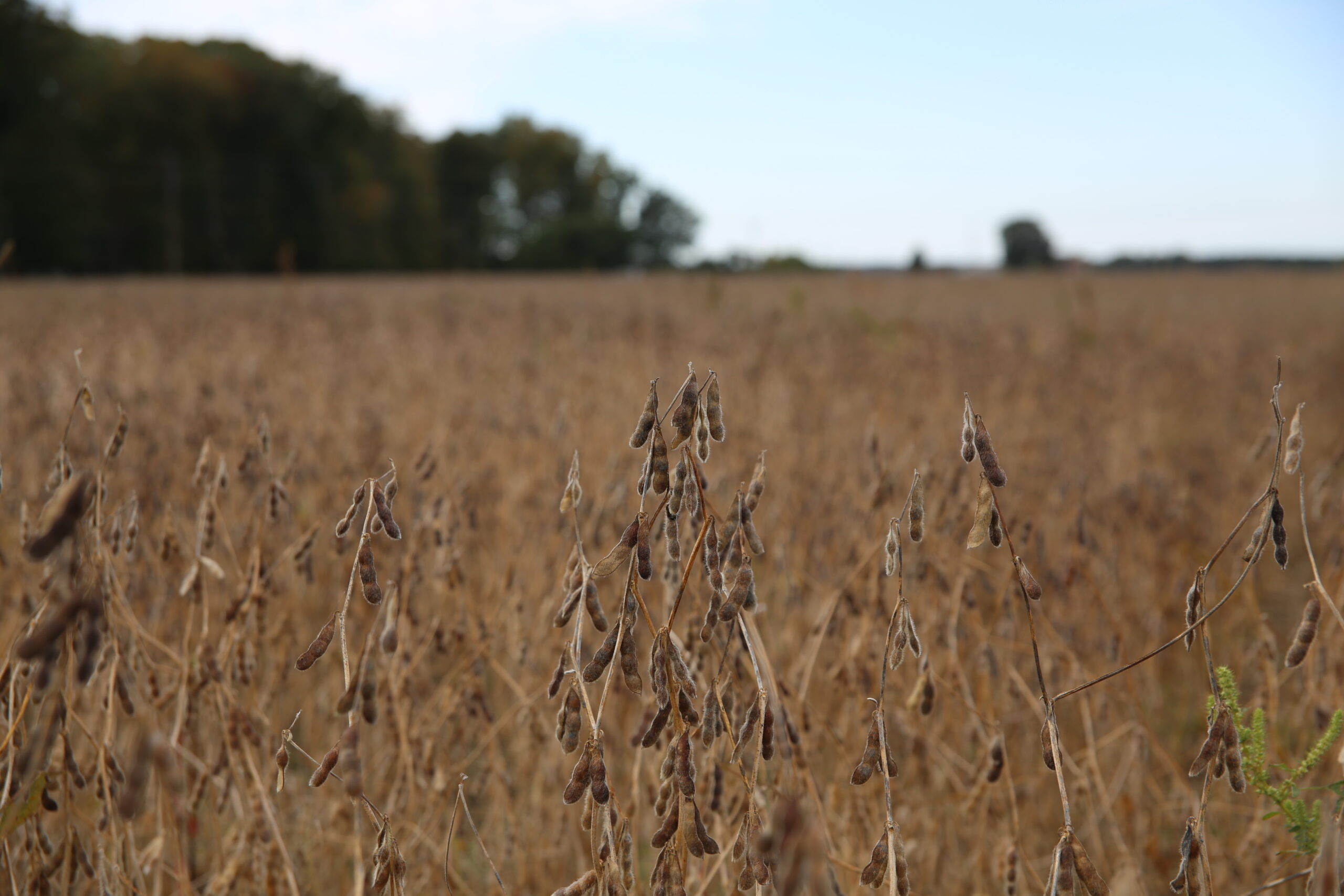 Bonnie Acres soybean field