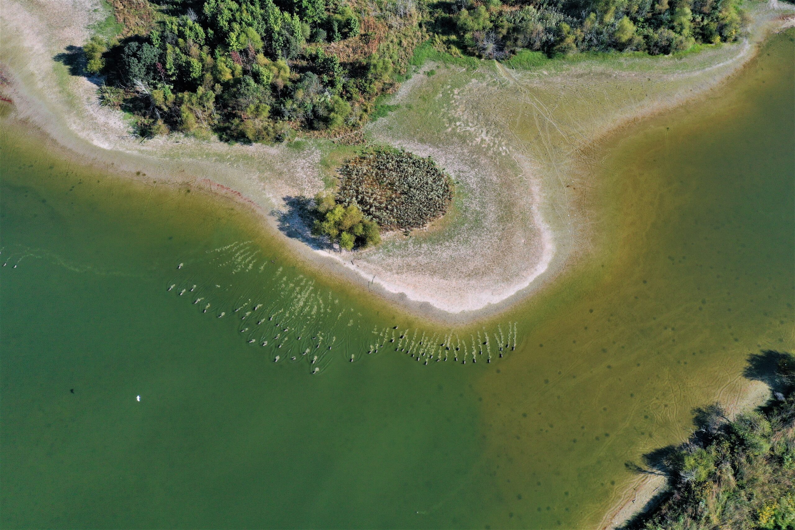 Migratory geese taking flight at Bennett Point Preserve