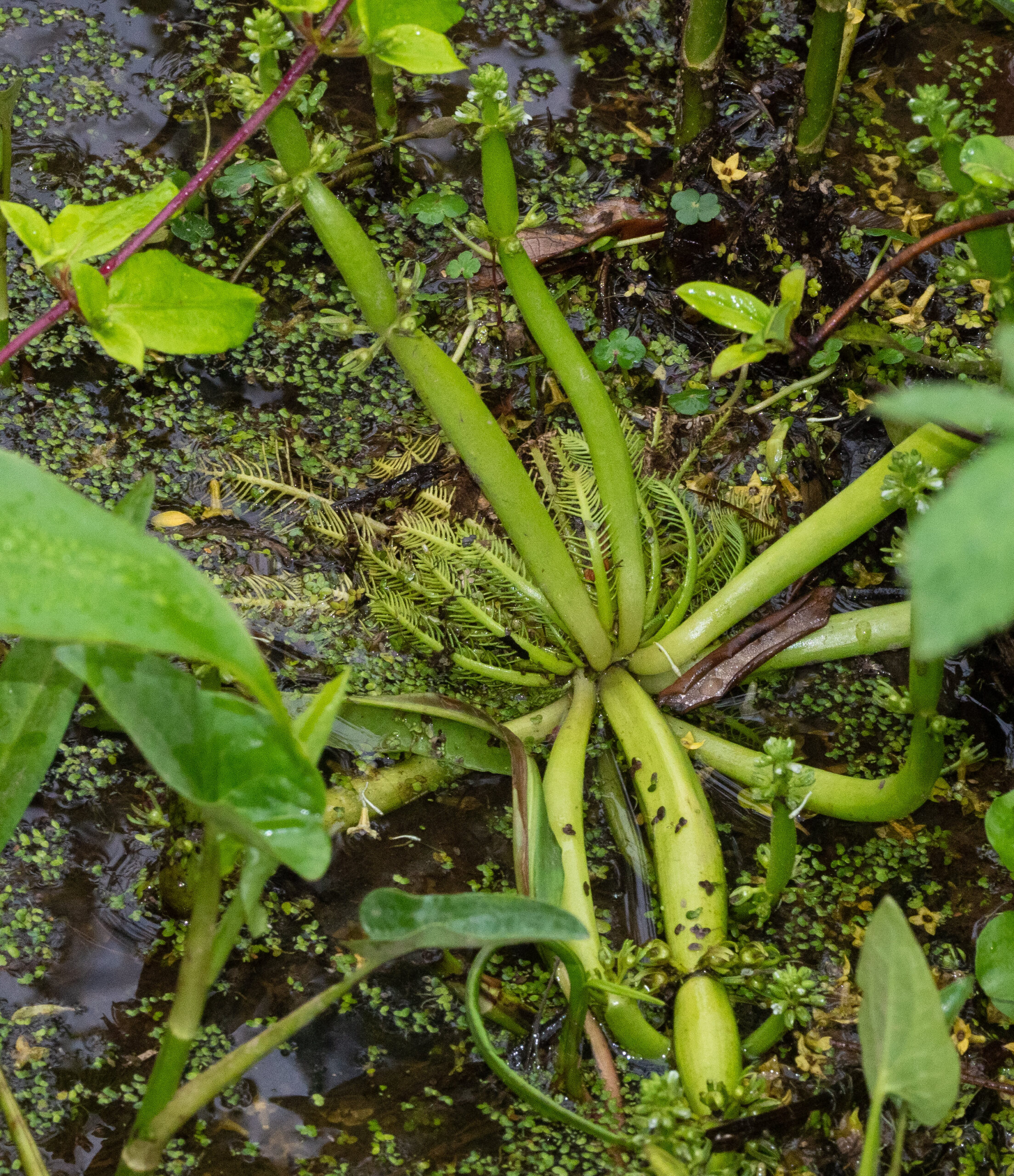 Endangered featherfoil Jim M12 Flickr