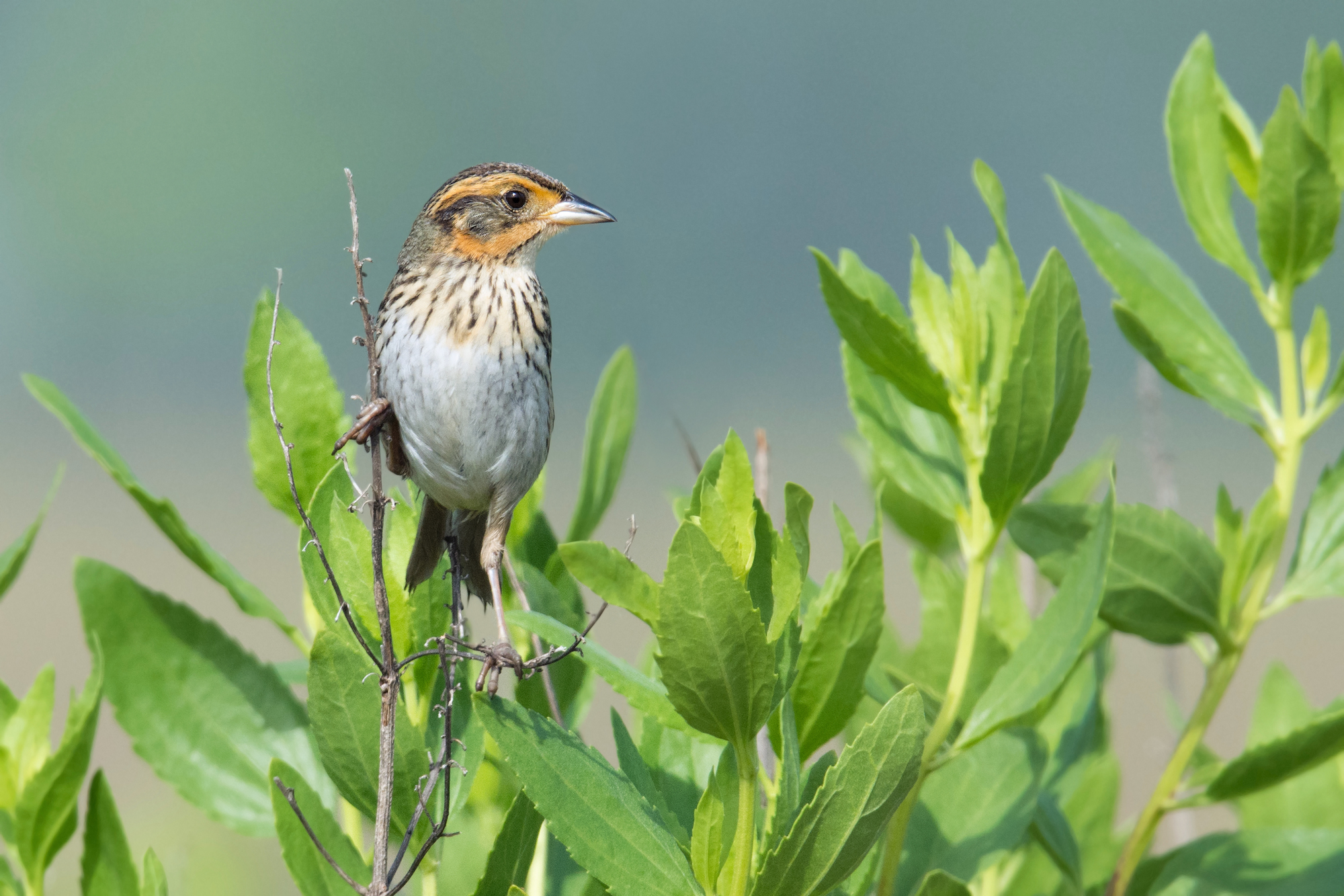 Saltmarsh Sparrow, Allens Pond Wildlife Sanctuary, Massachusetts