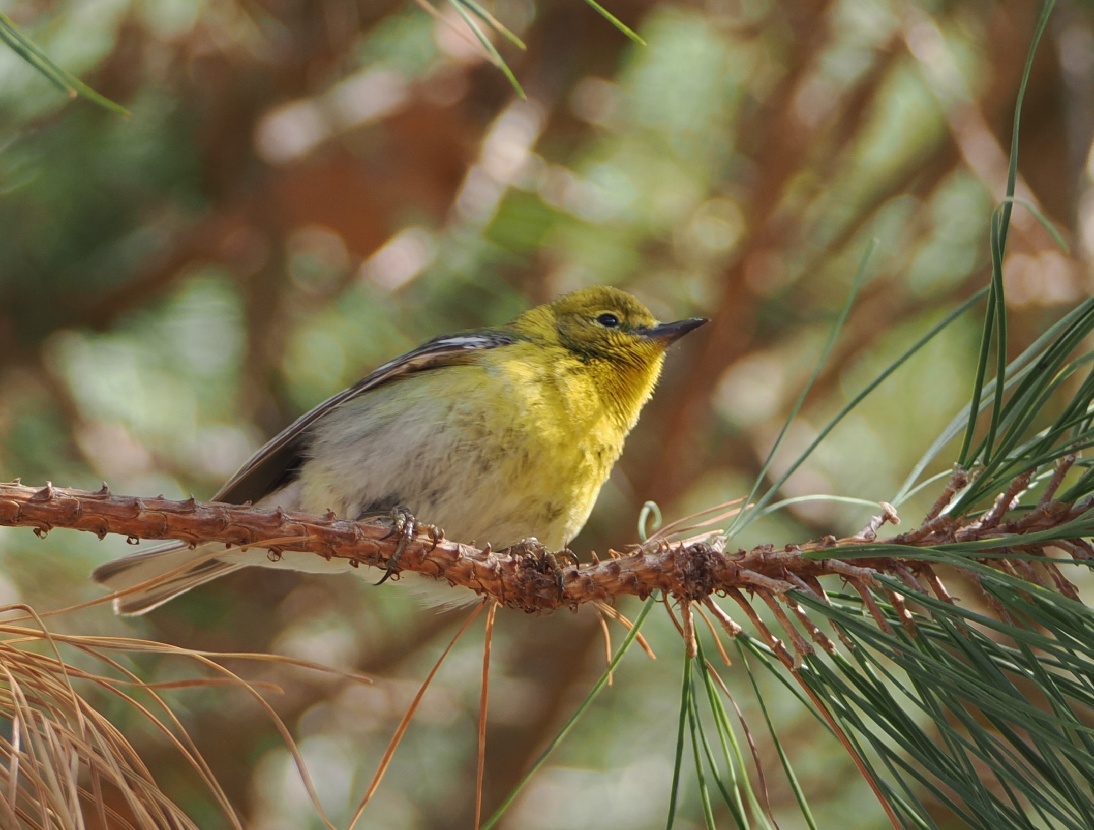 A pine warbler spotted at ESLC's recent waterfowl walk at Bennett Point Preserve.