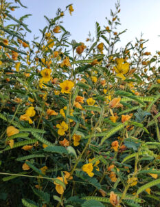 Partridge peas blooming at Oxford Conservation Park. Photo: Larisa Prezioso