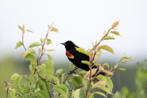 Red winged blackbird. Photo: Larisa Prezioso, ESLC.