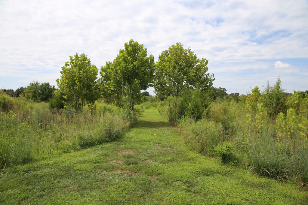 A mown path through sycamore trees at Oxford Conservation Park. Photo: Caitlin Fisher, ESLC.