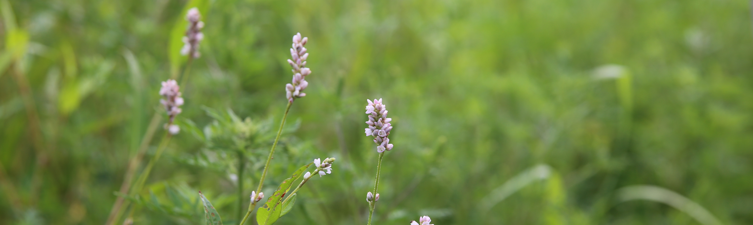 this is a decorative photo of smartweed in a farm field