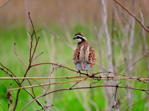 Northern Bobwhite quail. Dan Small, Washington College Natural Lands Project.